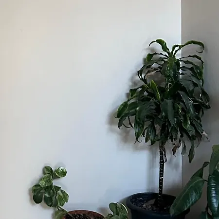 Bruna Apartment